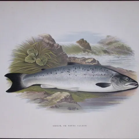 Young Salmon Rev Houghton British Freshwater Fish 1879 Scarce Wood Engraving.14
