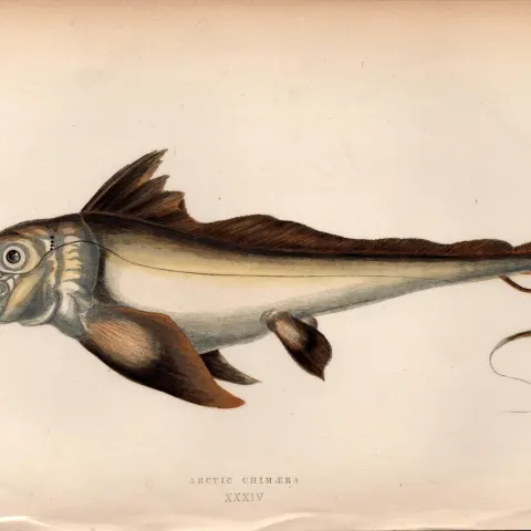 Artic Chimaera 1869 Antique Johnathan Couch Coloured Engraving.