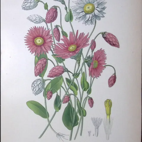 Rosy Everlasting Flower Edward Step Rare Antique Botanical Book Plate-135