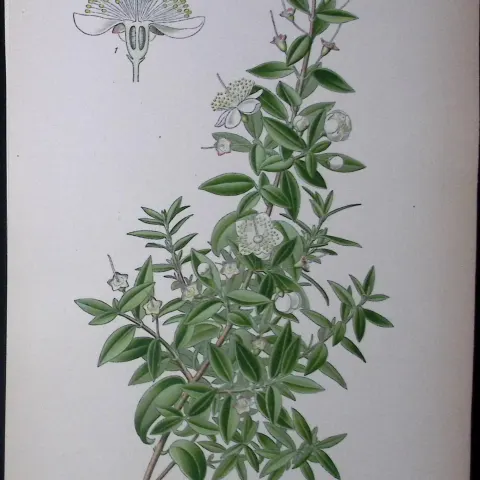 Myrtle Edward Step Rare Antique Botanical Book Plate-100