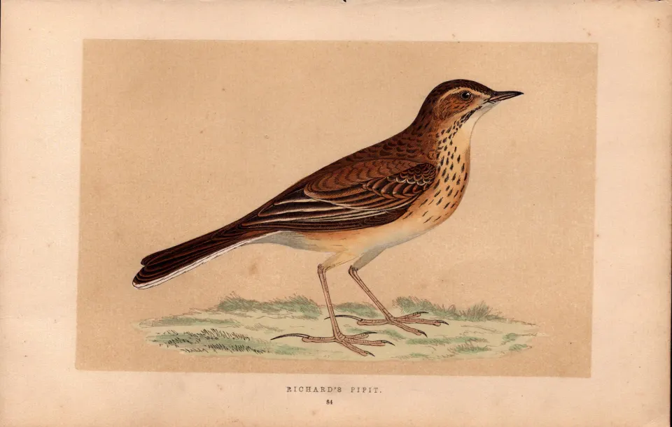 Richards Pipit Rev Morris Antique History of British Birds Engraving.