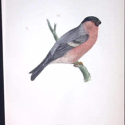 Bullfinch Rev Morris Antique History of British Birds 130 Years-Old Engraving-56