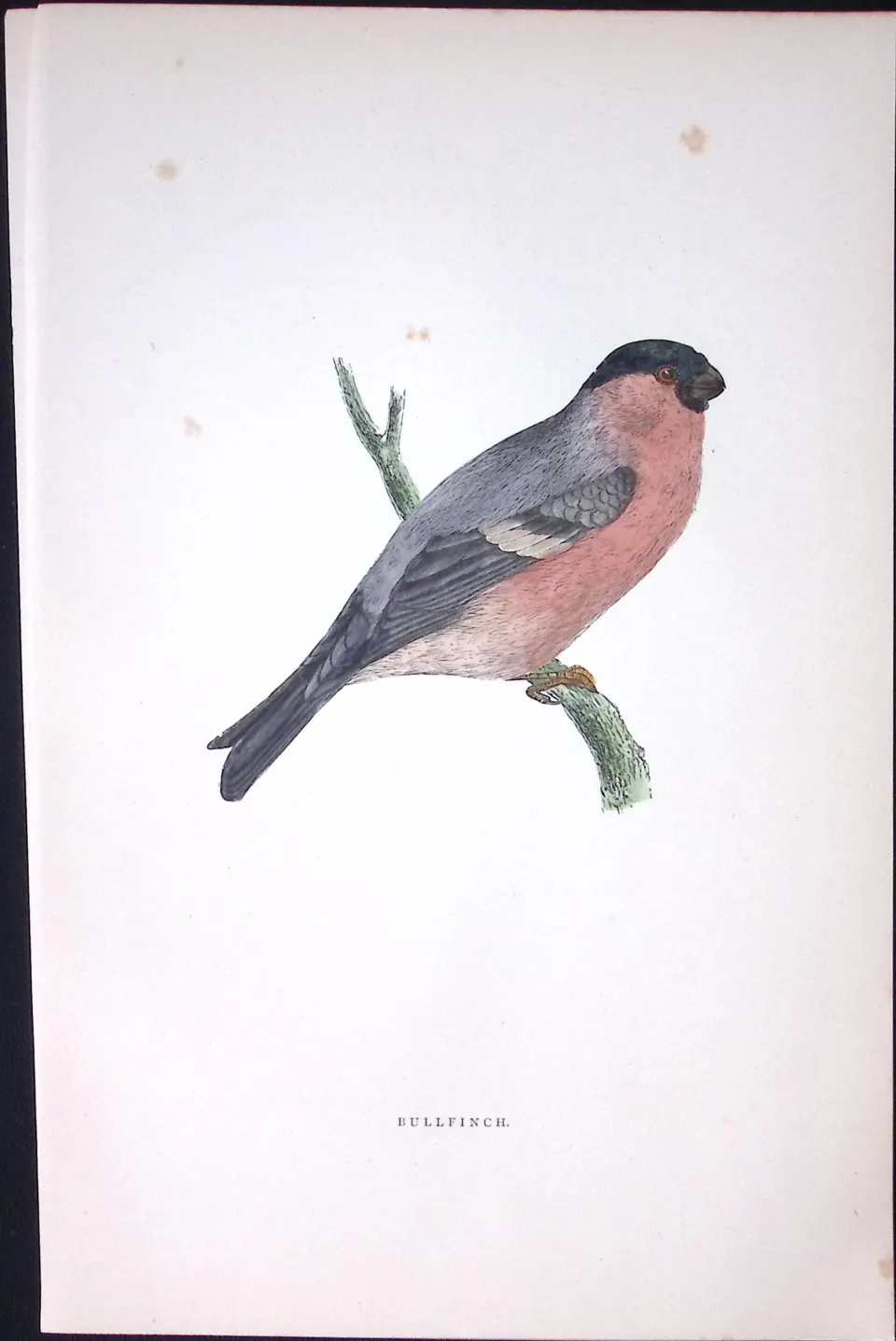 Bullfinch Rev Morris Antique History of British Birds 130 Years-Old Engraving-56