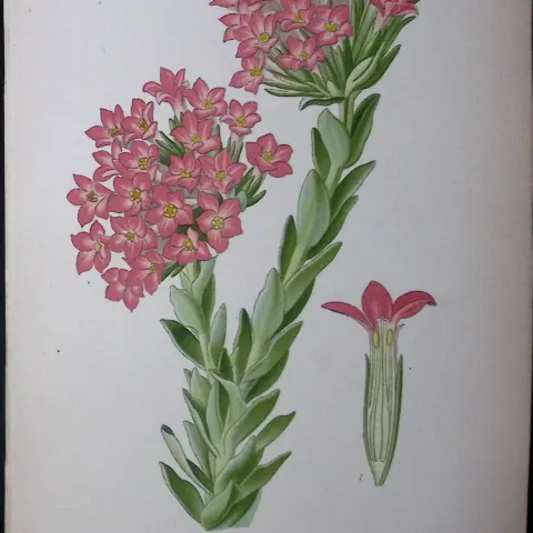 Scarlet Crassula Flower Edward Step Rare Antique Botanical Book Plate-93