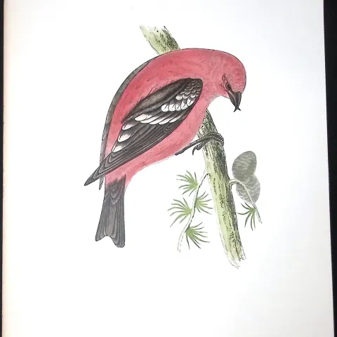 White Winged Crossbill Rev Morris Antique History of British Birds 130 Years-Old Engraving-79
