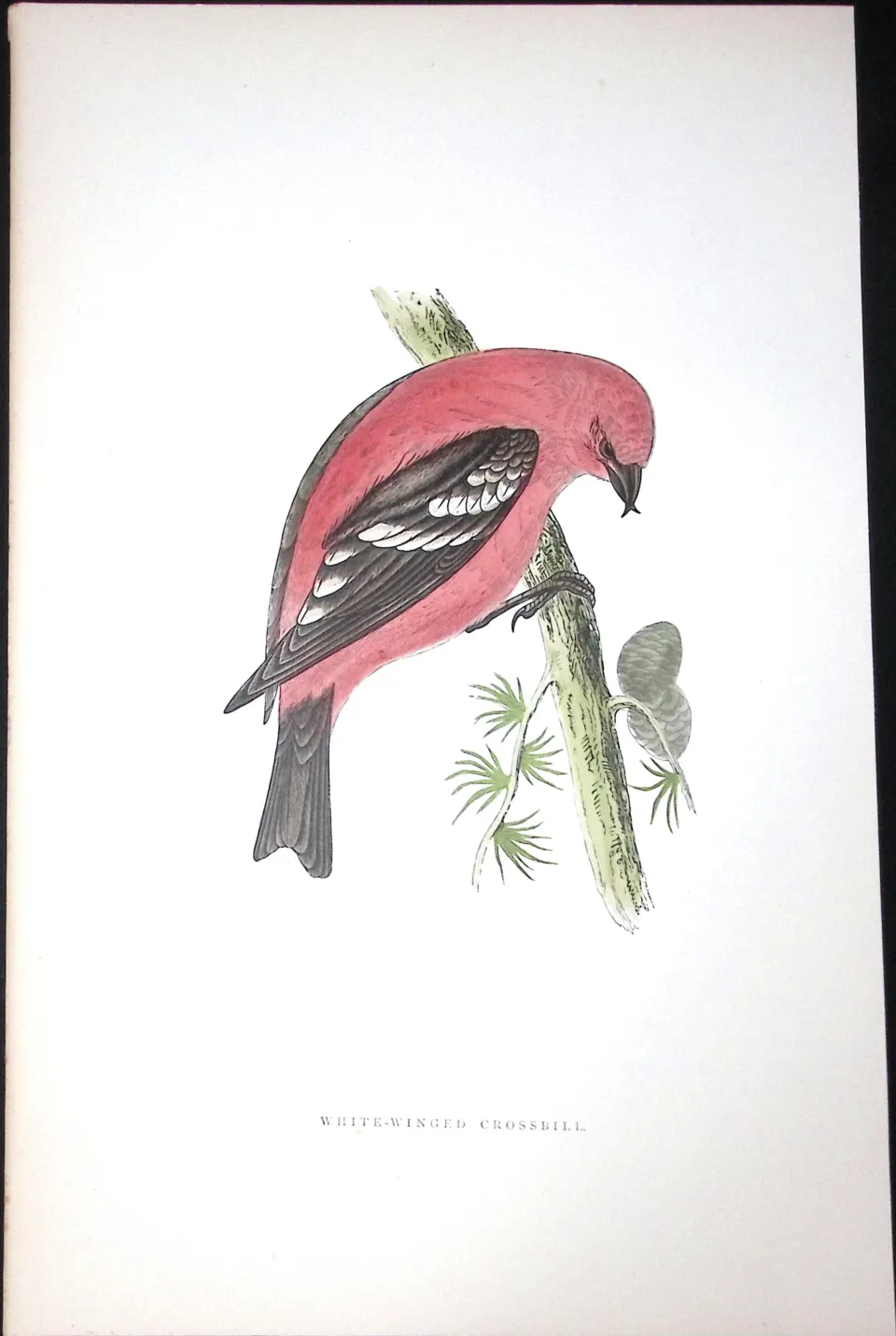 White Winged Crossbill Rev Morris Antique History of British Birds 130 Years-Old Engraving-79