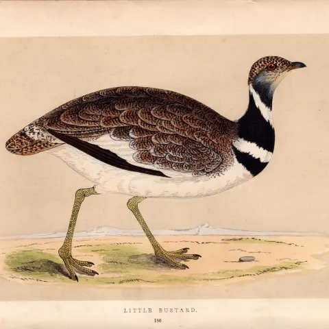 Little Bustard Rev Morris Antique History of British Birds 170 Years-Old Engraving.
