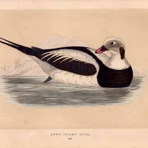 Long-Tailed Duck Rev Morris Antique History of British Birds Engraving.