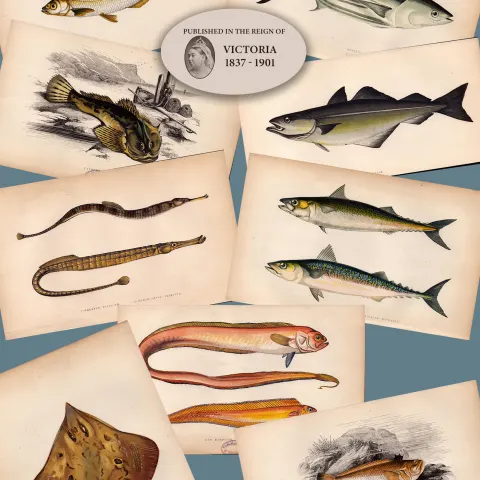 Job-Lot 10 Antique Johnathan Couch Fishes of The British Isles Engravings-5.