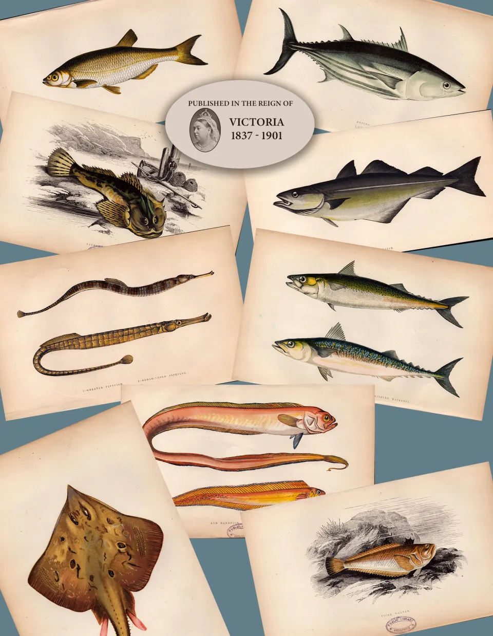 Job-Lot 10 Antique Johnathan Couch Fishes of The British Isles Engravings-5.