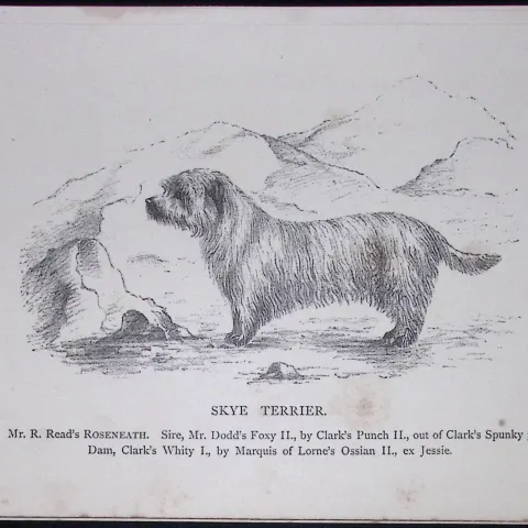 Skye Terrier British Dogs by Hugh Dalziel 1889 Antique Book Plate-59