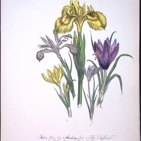 Rare 165-Yr-Old Antique Wildflower Gilt-Edged Illustration Jane Webb Loudon-54.
