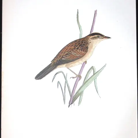 Aquatic Warbler Rev Morris Antique History of British Birds 130 Years-Old Engraving-112