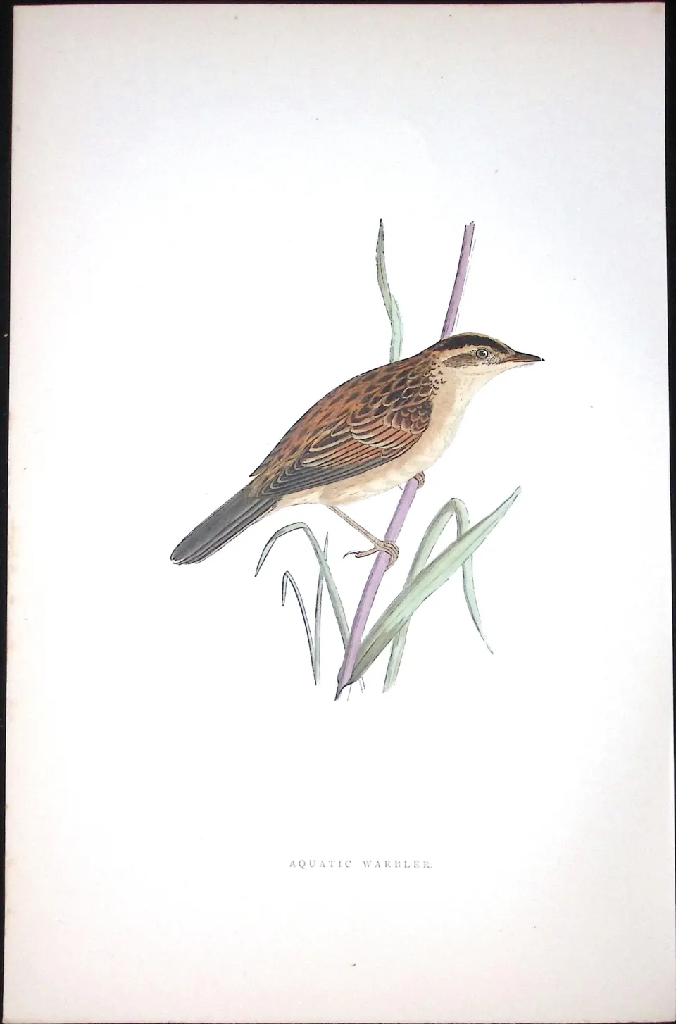 Aquatic Warbler Rev Morris Antique History of British Birds 130 Years-Old Engraving-112