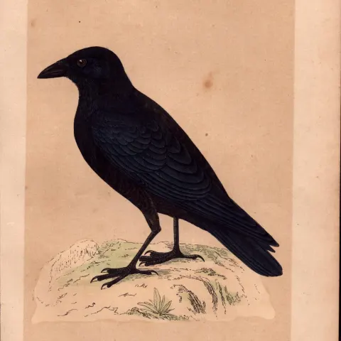 Crow Rev Morris Antique History of British Birds 170 Years-Old Engraving