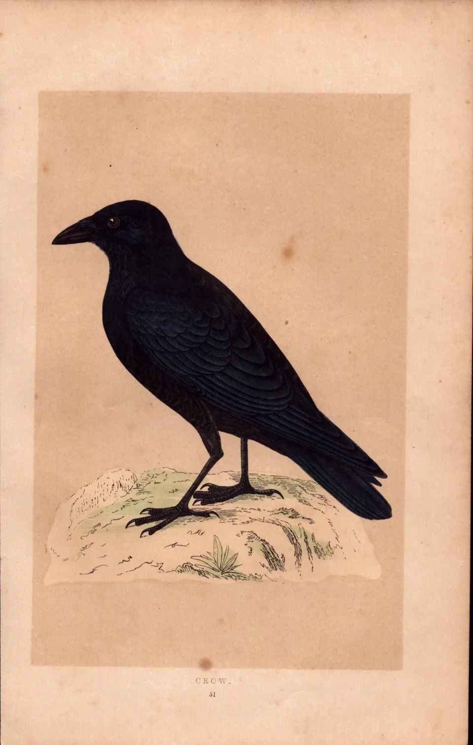 Crow Rev Morris Antique History of British Birds 170 Years-Old Engraving