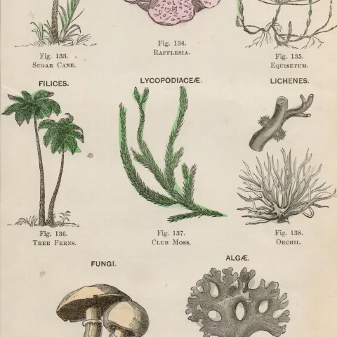 Rare James Reynolds Antique Vegetable, Tree & Plant Kingdom 1.