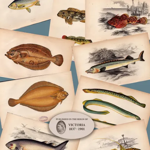 Job-Lot 10 Antique Johnathan Couch Fishes of The British Isles Engravings-4.