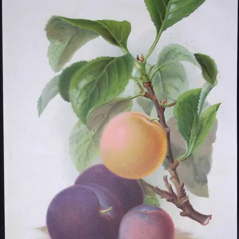 Selection Species of Plums Antique Edwardian Robert Thompson Coloured Print-7