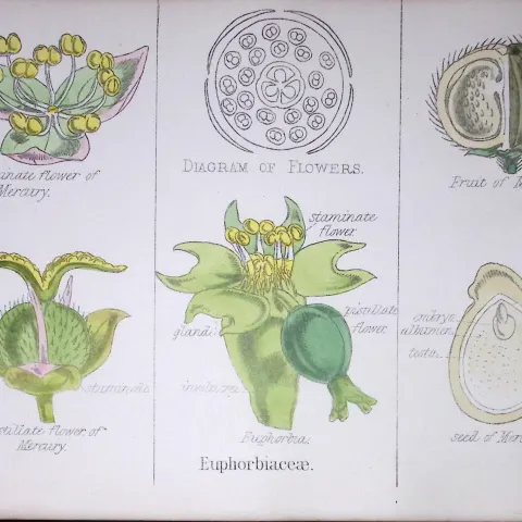 Euphorbiaceae Botanical Flower Diagram Rare Antique First Edition Illustration-76