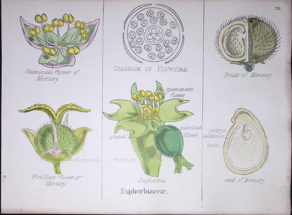 Euphorbiaceae Botanical Flower Diagram Rare Antique First Edition Illustration-76