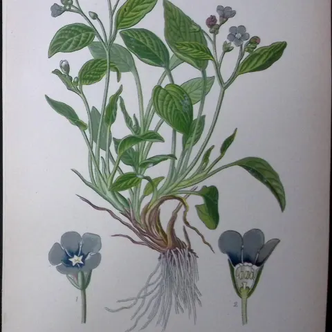 Venus Navelwort Edward Step Rare Antique Botanical Book Plate-193