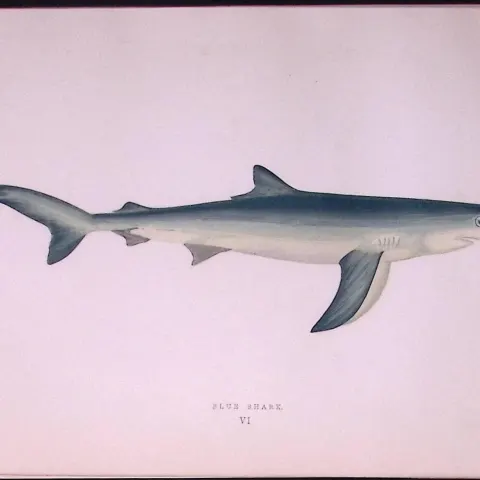 Blue Shark Scarce Antique 1877 Johnathan Couch Woodblock Engraving-2