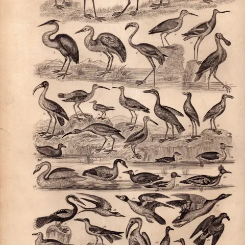 Ornithology Study of Birds 44 Illustrations Antique 154 Yrs-Old Steel Engraving -15.