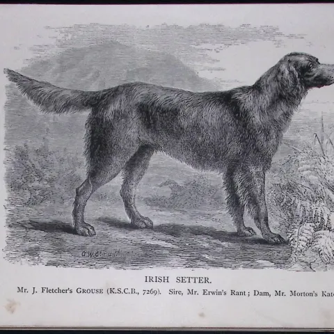 Irish Red Setter British Dogs by Hugh Dalziel 1889 Antique Book Plate-31