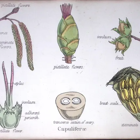 Cupuliferae Botanical Flower Diagram Rare Antique First Edition Illustration-84