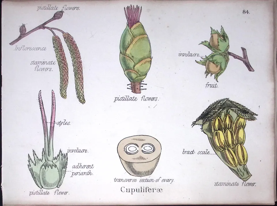 Cupuliferae Botanical Flower Diagram Rare Antique First Edition Illustration-84