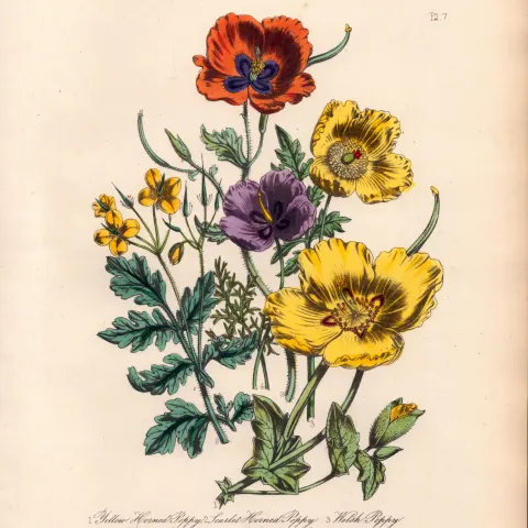 Rare 165-Yr-Old Antique Wildflower Gilt-Edged Illustration Jane Webb Loudon -7.