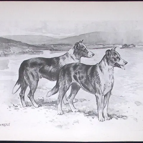 Collies Smoothed-Coated Antique Book Plate Rawdon Lee Modern Dogs 1894-7
