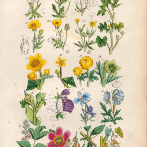 Sowerby Antique Buttercup, Crowfoot, Marigold, Hellebore, Columbine, Peony –2.
