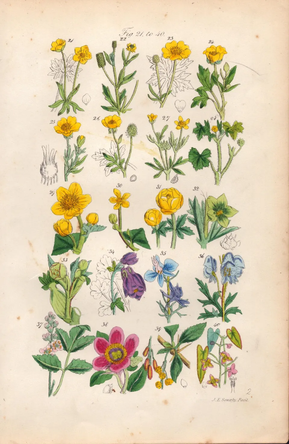 Sowerby Antique Buttercup, Crowfoot, Marigold, Hellebore, Columbine, Peony –2.