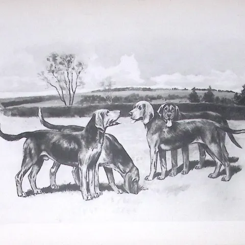 Kerry Beagles Antique Book Plate Rawdon Lee Modern Dogs 1893-27