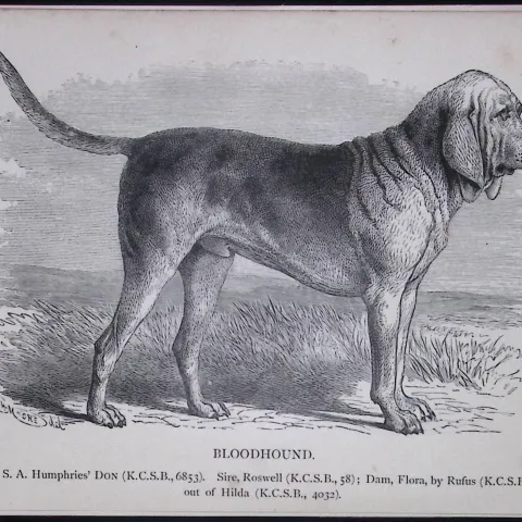 The Bloodhound British Dogs by Hugh Dalziel 1889 Antique Book Plate-20