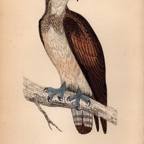 Osprey Rev Morris Antique 1888 History of British Birds Engraving-3.
