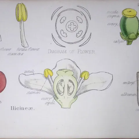 Llicineae Botanical Flower Diagram Rare Antique First Edition Illustration-20