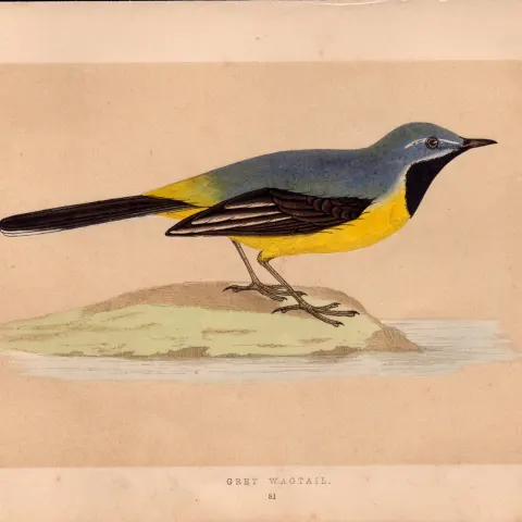 Grey Wagtail  Rev Morris Antique History of British Birds Engraving.