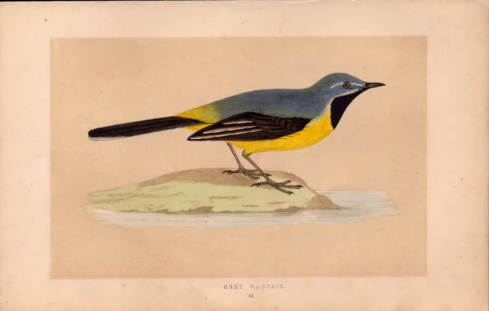 Grey Wagtail  Rev Morris Antique History of British Birds Engraving.