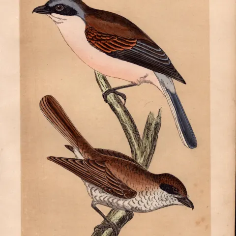 Great Shrike Rev Morris Antique History of British Birds Engraving.