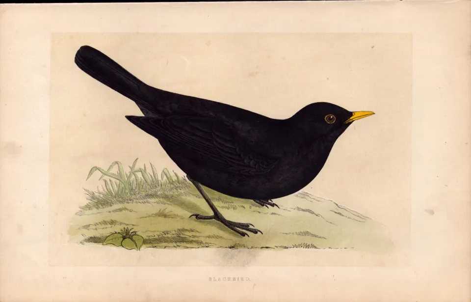 Blackbird  Rev Morris Antique History of British Birds Engraving.