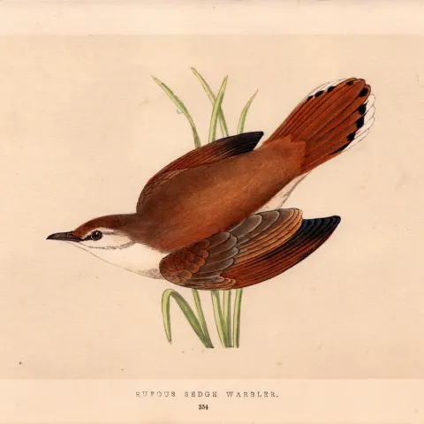 Rufous Sedge Warbler Rev Morris Antique History of British Birds 170 Years-Old Engraving.