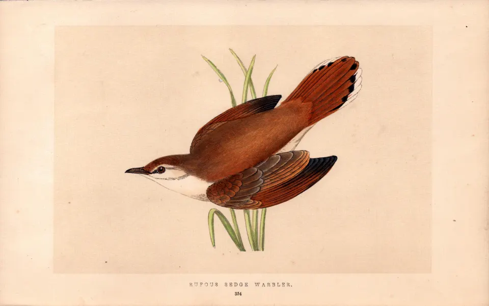 Rufous Sedge Warbler Rev Morris Antique History of British Birds 170 Years-Old Engraving.