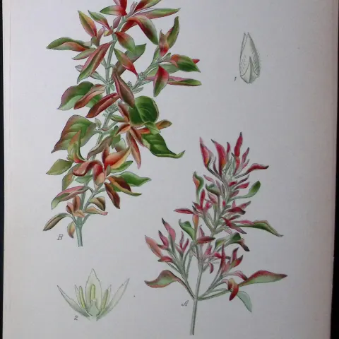 Telanthera Amaena & Versicolour Edward Step Rare Antique Botanical Book Plate-231