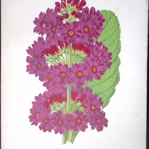 Japanese Primrose Flower Antique Shirley Hibbard Greenhouse Coloured Print-24