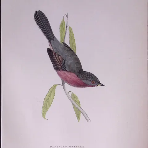 Dartford Warbler Rev Morris Antique History of British Birds 130 Years-Old Engraving-128