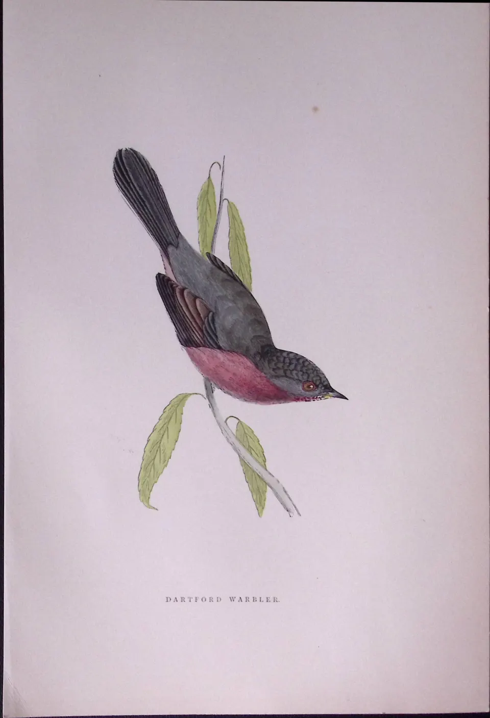 Dartford Warbler Rev Morris Antique History of British Birds 130 Years-Old Engraving-128