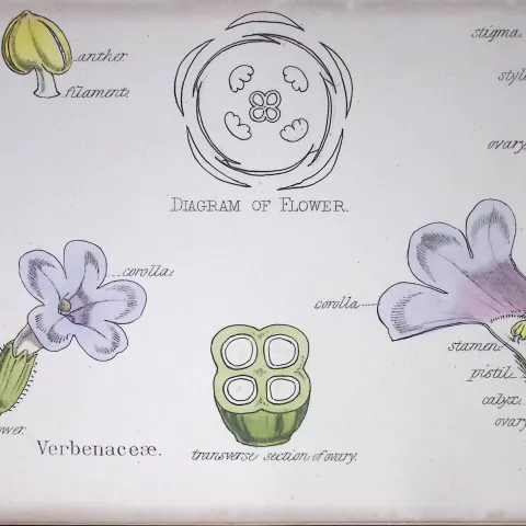 Verbenas Botanical Flower Diagram Rare Antique First Edition Illustration-66